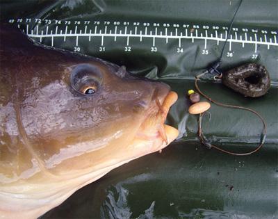 Nice :) - momeala-artificiala-crap.jpg